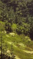 CGI autumn forest on green rocky hills video