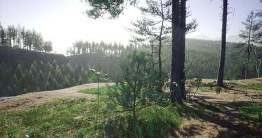 The CGI Lush green forest landscape with sunlight filtering through trees video