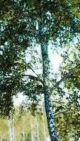 CGI birch forest in sun rays in the mornings video