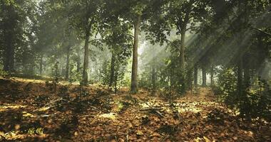 The concept CGI Sunlight through trees in a lush forest during early morning hours video