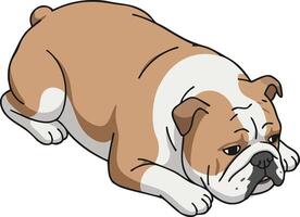 English Bulldog lying down resting calm and relaxed dog illustration vector