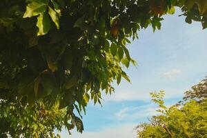 Low angle view of fresh green leaves with warm sunlight filtering through, casting golden highlights and soft shadows. Bright blue sky and light clouds in the background, tropical outdoor nature. photo