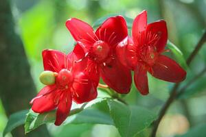 Beautiful macro close-up of Ochna serrulata, commonly called Mickey Mouse plant, showcasing vivid red petals with round green fruits. The blurred green background highlights its tropical elegance. photo