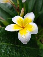 Macro shot of a white frangipani flower with sparkling raindrops on its petals, set against a soft-focus green leaf background. Captures the beauty of nature after rain. photo
