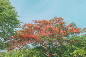 Stunning view of a flamboyant tree in full bloom with bright red flowers, spreading branches, and surrounded by lush green foliage. Vivid contrast with clear blue sky in tropical Southeast Asia. photo
