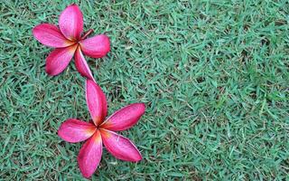 Close-up of two vivid pink Plumeria rubra flowers on bright green grass, beautifully contrasting in color. Horizontal composition with space for text, ideal for tropical-themed designs. photo