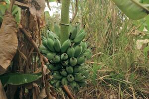 Fresh green banana bunch with water droplets, growing naturally in an open Southeast Asian forest. Highlighting tropical agriculture, organic farming, and eco friendly lifestyle. photo
