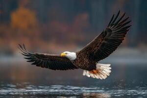 A bald eagle gracefully flies above tranquil waters, wings outstretched, with autumn hues reflecting in the background photo