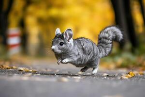 A small gray and white chinchilla running on the road photo