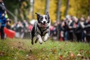 A dog running through the grass with people watching photo