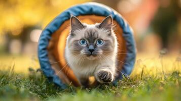 A cat is running through a tunnel photo