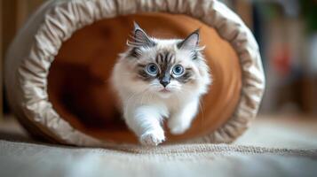 A cat running through a tunnel photo