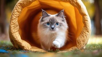 Siamese Cat Emerging from Tunnel Bed. photo