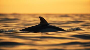A dolphin's fin breaks the water's surface at sunset, creating a tranquil scene. photo
