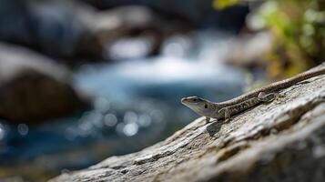 Lizard rests on a sunlit rock while a tranquil river flows in the background with blurred greenery. photo