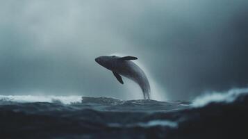 A whale breaches the surface of dark waters against a cloudy backdrop at dusk. photo