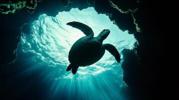 A sea turtle swims serenely under the ocean's surface, illuminated by sunlight through a cave. photo
