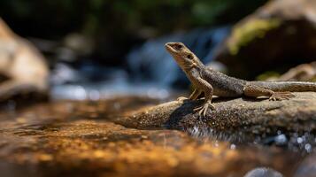 A lizard is basking on a warm rock near a gentle stream surrounded by greenery. photo
