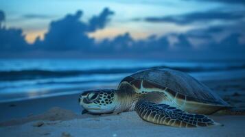 Green sea turtle lies on the shore as twilight approaches, with waves softly crashing nearby. photo