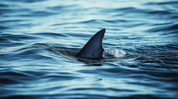 A shark fin breaks the surface of the tranquil ocean at dawn, creating gentle ripples in the water. photo