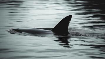 Shark fin emerges from tranquil water during dusk, creating a mysterious atmosphere. photo