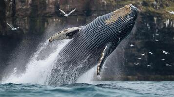 A humpback whale leaps out of the water near cliffs with seagulls flying overhead. photo