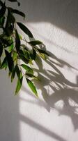 Green Leaves Cast Intricate Shadows on a Textured White Wall in Soft Natural Light photo
