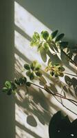 Green Leaves Cast Intricate Shadows on a Textured White Wall in Soft Natural Light. photo