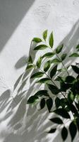 Unique Plant Shadows Create a Calming Atmosphere in a Sunlit Room. photo