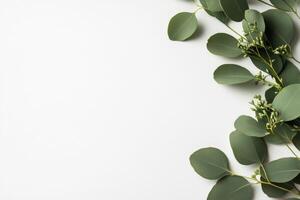 Green Eucalyptus Leaves Arranged on a White Background for a Fresh and Natural Aesthetic. photo