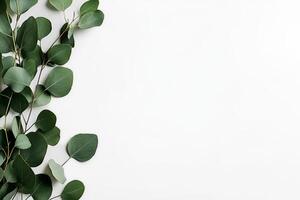 Green Eucalyptus Leaves Arranged on a White Background for a Fresh and Natural Aesthetic photo