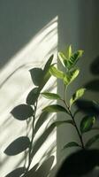 Unique Plant Shadows Create a Calming Atmosphere in a Sunlit Room photo
