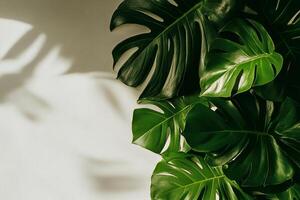 Lush Green Monstera Leaves Casting Shadows on a Light Wall in a Serene Indoor Setting photo