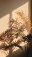 Beautiful Shadows of Palm Leaves on a Warm Wall During Sunset in a Cozy Indoor Space photo