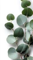 Eucalyptus Branch With Vibrant Green Leaves Against a Simple Background. photo