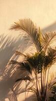 Palm Tree Shadows Creating Patterns on a Textured Wall in Warm Afternoon Light. photo