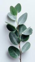 Eucalyptus Branch With Vibrant Green Leaves Against a Simple Background photo