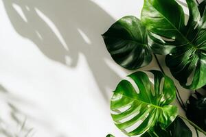 Lush Green Monstera Leaves Casting Shadows on a Light Wall in a Serene Indoor Setting. photo