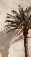 Beautiful Shadows of Palm Leaves on a Warm Wall During Sunset in a Cozy Indoor Space. photo