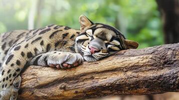 Clouded Leopard Peacefully Sleeping On A Tree Branch In Lush Forest. Wildlife Tranquility And Natural Beauty photo