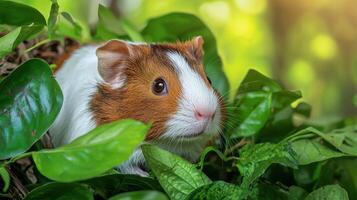 Guinea Pig In Lush Greenery. Adorable Pet Exploring Natural Environment photo