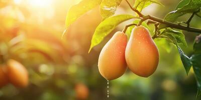 Ripe Tamarillo Fruits With Dewdrops Hanging From A Branch In Sunlight. Freshness And Natural Beauty In A Garden Setting photo