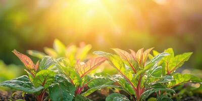 Young Swiss Chard Plants In Sunlight. Fresh Organic Growth In Garden photo