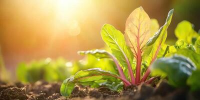 Young Swiss Chard Plant In Sunlight In A Garden. Fresh Organic Vegetable Growth And Sustainable Agriculture photo
