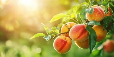 Ripe Peaches On Tree Branch With Morning Dew In Sunlight. Fresh Harvest And Natural Beauty photo