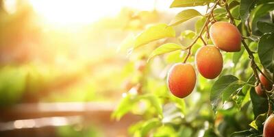 Ripe Mangoes On Tree Branch With Sunlight. Fresh Tropical Fruit In Natural Orchard Setting photo