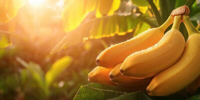 Bunch Of Ripe Bananas With Dewdrops In Sunlight. Fresh Tropical Fruit In Natural Setting photo