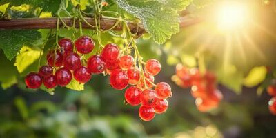 Red Currants Hanging On A Branch With Sunlight. Fresh Ripe Berries In A Garden Setting photo