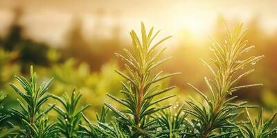 Close-Up Of Fresh Rosemary Plants With Morning Dew In Sunlight. Aromatic Herbs In A Garden Setting photo