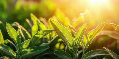 Close-Up Of Vibrant Green Sage Leaves In Sunlight. Fresh Herbs In Natural Garden Setting photo